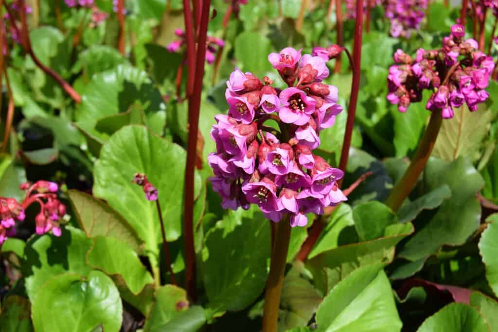 Bergenia cordifolia 'Winterglut' ---
